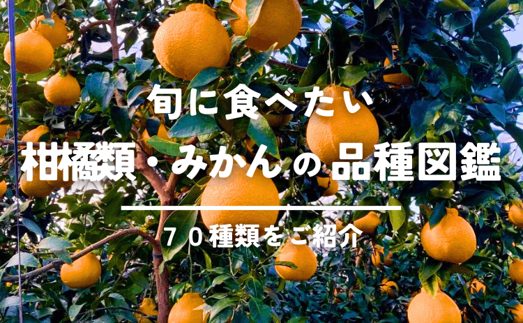 【70種類】柑橘類・みかんの品種を一覧紹介!甘さ・シーズンなど購入可能な品種図鑑