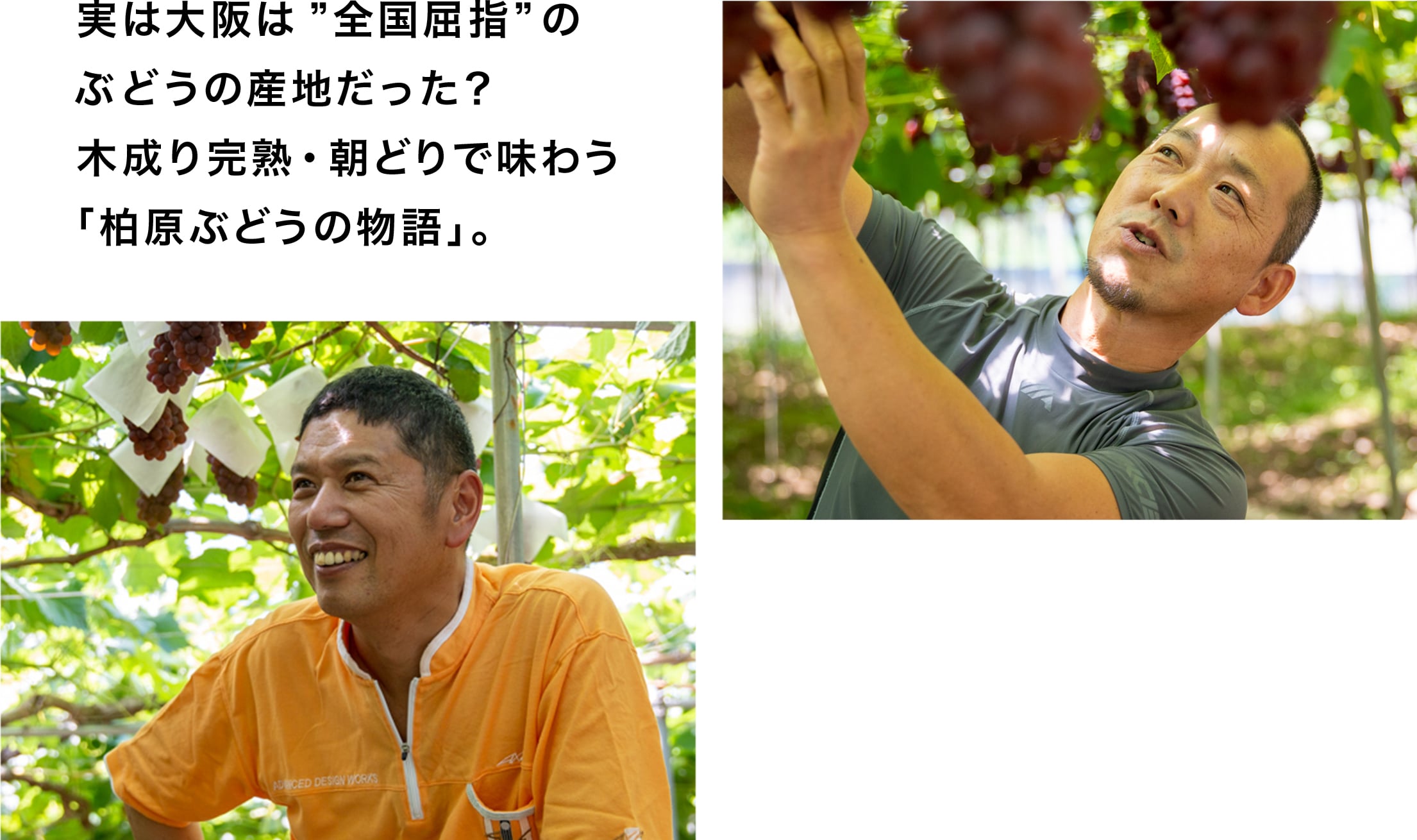 ぶどうの名産地！？　大阪・柏原市で畑を守り繋ぐ、ぶどう農家のストーリー