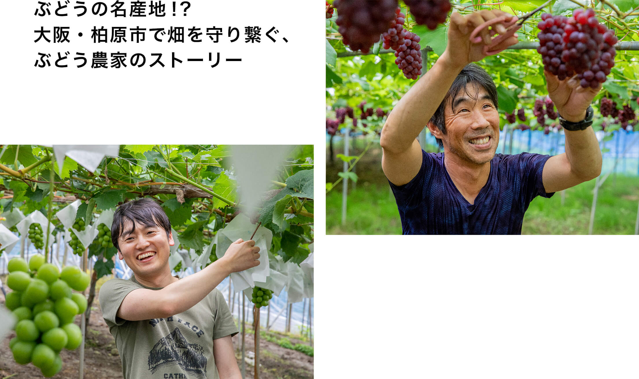 実は大阪は”全国屈指”のぶどうの産地だった？木成り完熟・朝どりで味わう「柏原ぶどうの物語」。